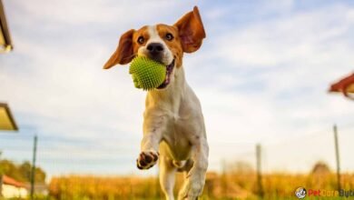 The Benefits of Regular Exercise for Pets