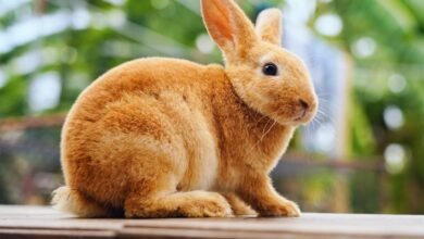 How to Keep your Rabbits Cool in Summer