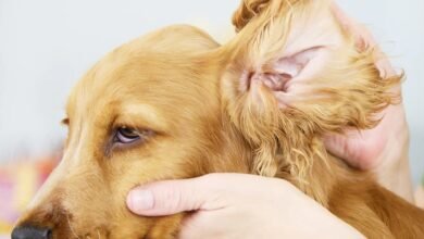 Keep Your Pet Ears Clean and Healthy A Comprehensive Guide