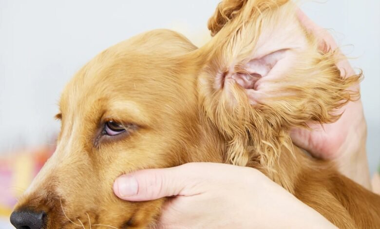 Keep Your Pet Ears Clean and Healthy A Comprehensive Guide