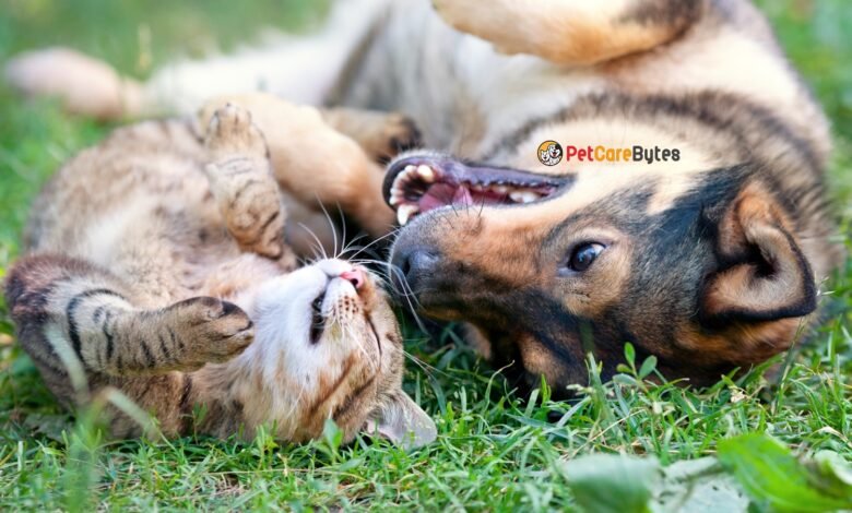 Importance of Summer Pet Care