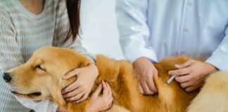 The Benefits of Annual Heartworm Testing