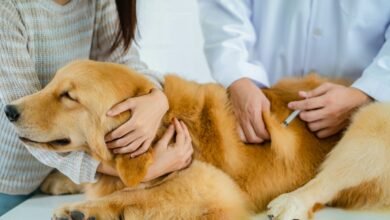 The Benefits of Annual Heartworm Testing