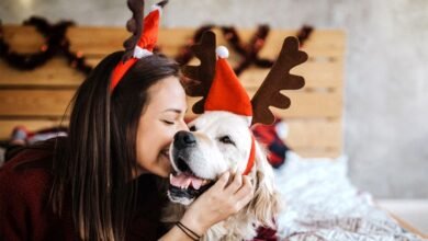 The Most Common Holiday Pet Hazards