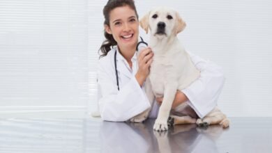 Veterinarian Coral Way