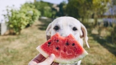 Which Fruits Can Dogs Eat