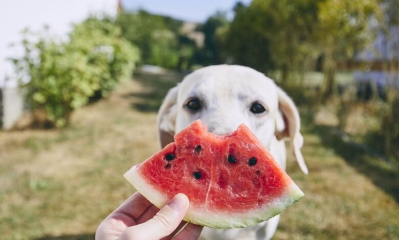 Which Fruits Can Dogs Eat