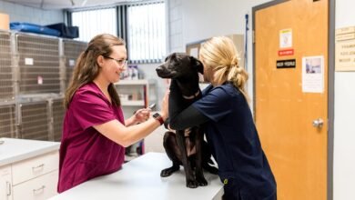 Veterinary Care Services