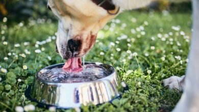 My Dog Drinking a Lot of Water