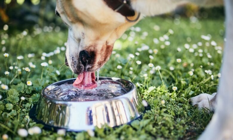 My Dog Drinking a Lot of Water