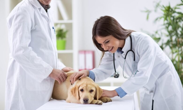 Best Pet Clinics in California in 2023