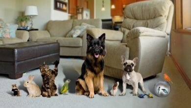 Best Tips For Pet Care in 2023