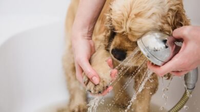 The Role of Grooming in Pet Care