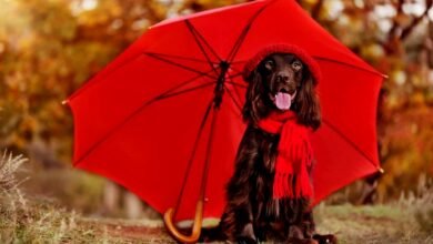 Monsoon Pet Care Tips 2023