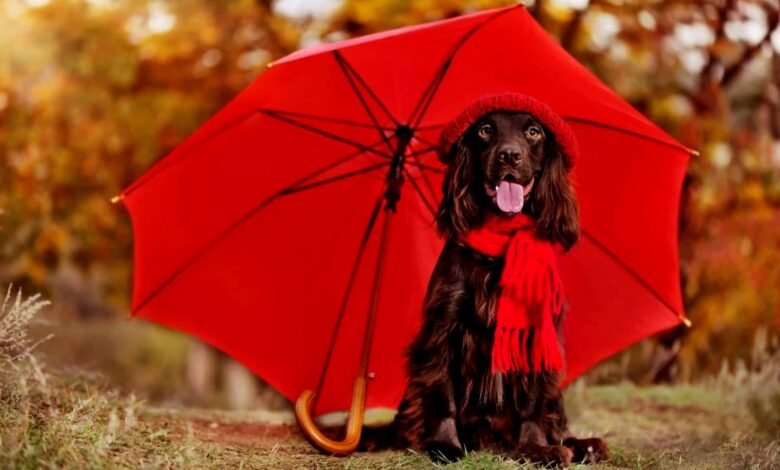 Monsoon Pet Care Tips 2023