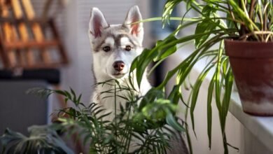 Poisonous Plants for Dogs