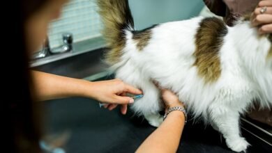 Preventative Care for Your Cat The Benefits of Vaccination