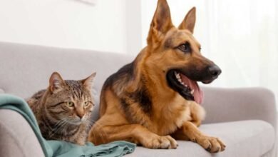 Summer Pet Care Tips 2023