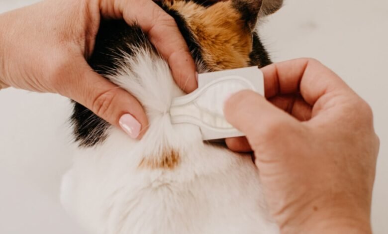 The Best Flea and Tick Medication for Cats