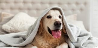 10 Best Pet Care Tips for Dogs in 2023