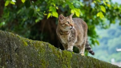 8 Reasons to Walk Your Cat