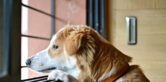 Separation Anxiety in Dogs