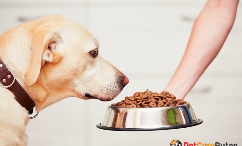 How to Choose the Right Food for Your Pet