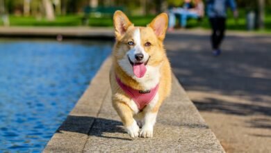 The Benefits of Indoor and Outdoor Play for Pets