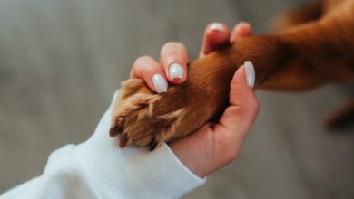 The Impact of Pet Therapy