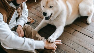 The Benefits of Indoor and Outdoor Play for Pets