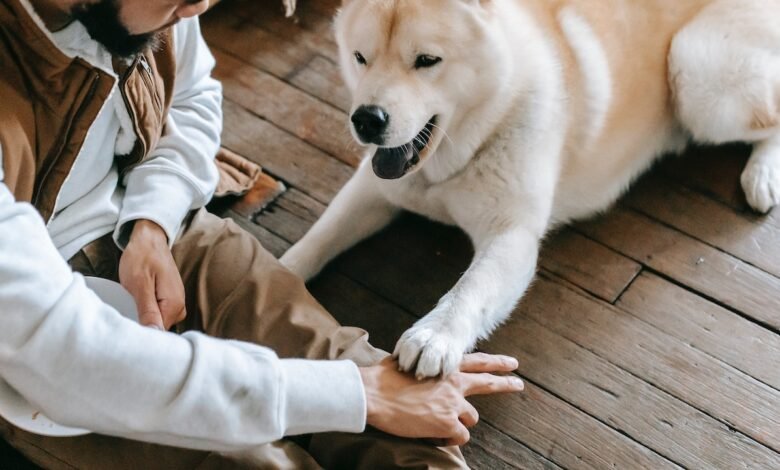 The Benefits of Indoor and Outdoor Play for Pets