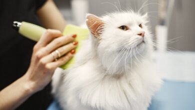 The Role of Grooming in Pet Care