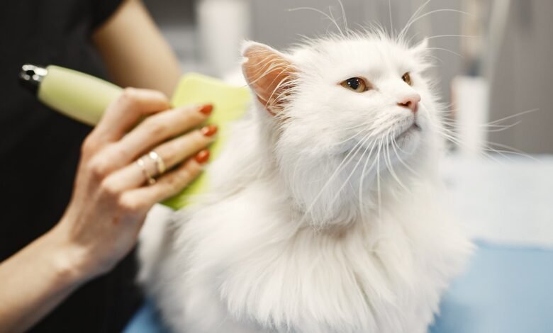 The Role of Grooming in Pet Care