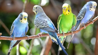 Exploring Different Parrot Species and Care Tips