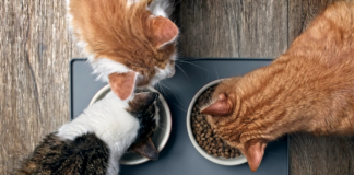 How to Avoid Common Cat Nutrition Mistakes in 2023