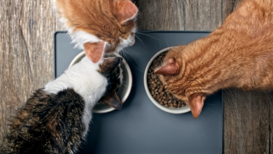 How to Avoid Common Cat Nutrition Mistakes in 2023