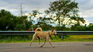 The Impact of Pet Therapy