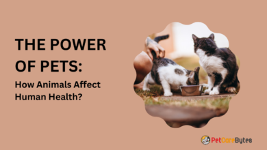 The Power of Pets How Animals Affect Human Health