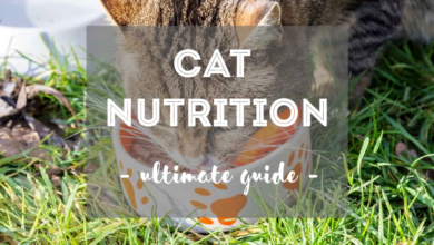 The Ultimate Cat Nutrition Guide: Everything You Need to Know