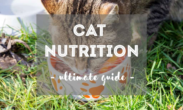 The Ultimate Cat Nutrition Guide: Everything You Need to Know