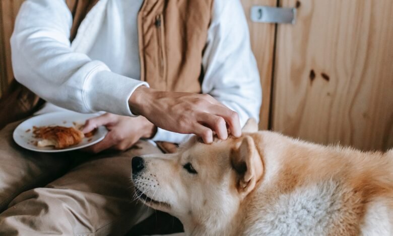 How Much Chicken and Rice to Feed Your Dog When It’s Sick?