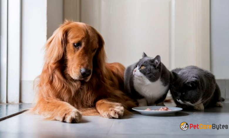 How to Avoid Toxic Foods for Dogs and Cats