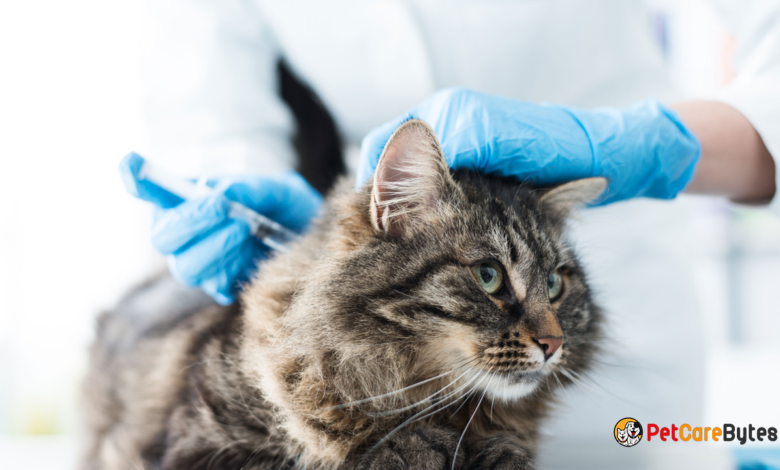 Methimazole for Cats Managing Feline Hyperthyroidism