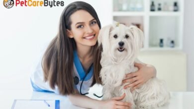 The Role of Pet Insurance: Providing Financial Security for Pet Health Care