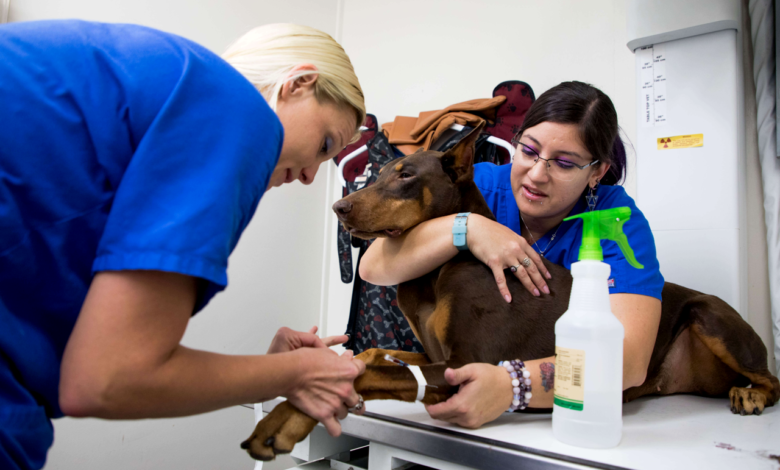 5 Common Pet Soft Tissue Surgeries