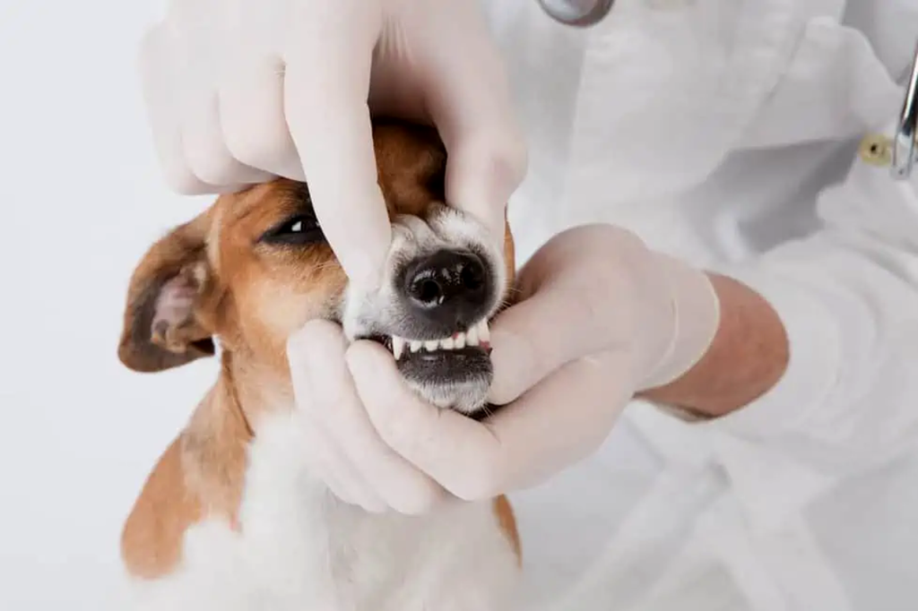 7 Signs of a Pet Dental Emergency