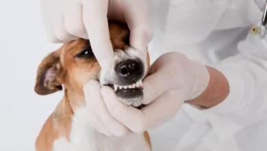 7 Signs of a Pet Dental Emergency