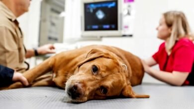 Bordetella in Dogs