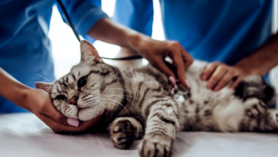 Cat Illnesses & Symptoms