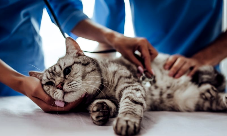 Cat Illnesses & Symptoms